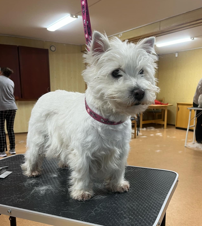 Trimträff i Helsingborg